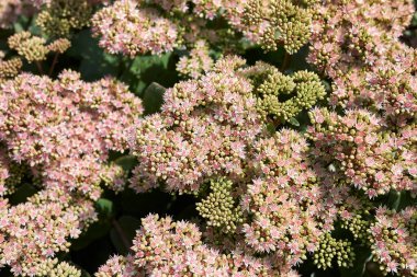 Sedum telephium Matrona inflorescence