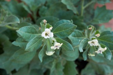 Hyoscyamus albus bitkisi çiçek açtı