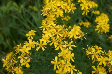 Hypericum perforatum sarı çiçek