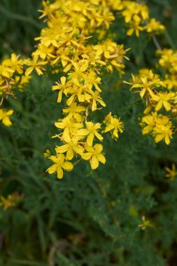 Hypericum perforatum sarı çiçek