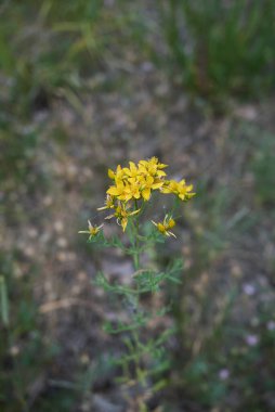 Hypericum Performans bitkisinin sarı çiçekleri