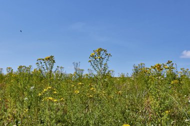 Hypericum perforatum sarı çiçekler
