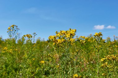 Hypericum perforatum sarı çiçekler