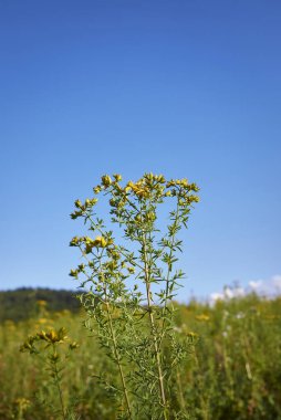 Hypericum perforatum sarı çiçekler
