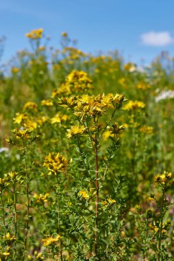 Hypericum perforatum sarı çiçekler