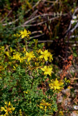 Hypericum perforatum sarı çiçekler