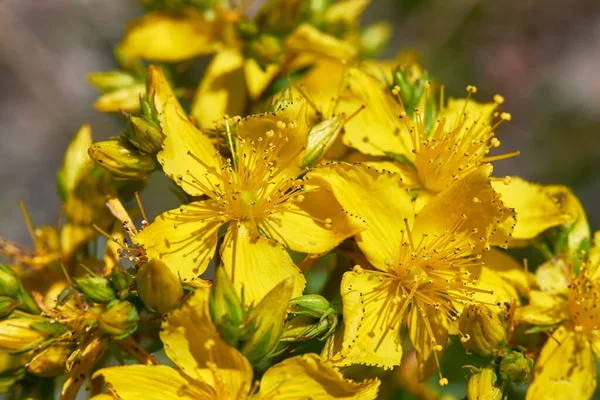 Hypericum Perforatum Gele Bloemen — Stockfoto