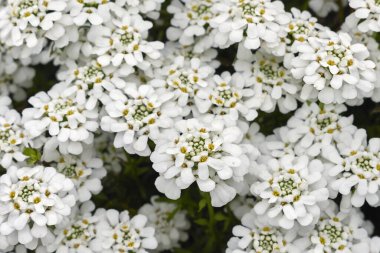 İberis beyazlığı sembolize eder.