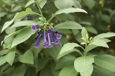 Iochroma siyanyum çalılığının mor çiçekleri