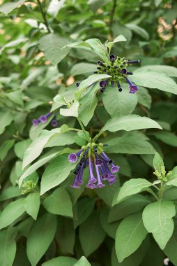 Iochroma siyanyum çalılığının mor çiçekleri