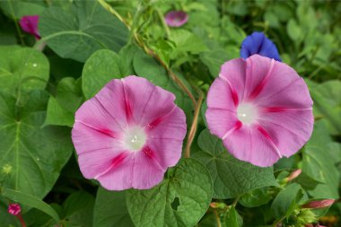 Ipomoea purpurea dağcı bitkisinin mavi ve pembe çiçekleri