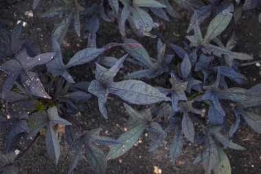 Ipomoea tatlı Caroline manzarası