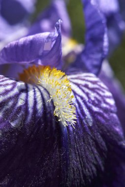 İris bitkisinin çok renkli çiçekleri