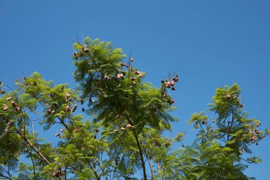 Jakaranda mimozomlu ağacının manzarası