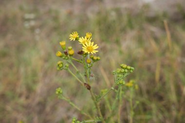 Jacobaea erucifolia sarı infloresans ve dokulu yapraklar yakın çekim