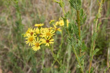 Jacobaea erucifolia sarı infloresans ve dokulu yapraklar yakın çekim