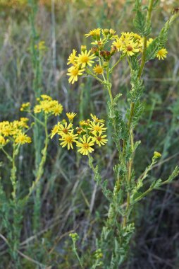 Jacobaea erucifolia sarı infloresans ve dokulu yapraklar yakın çekim
