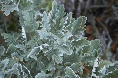 Jacoza Maritima 'nın yemyeşil yaprakları