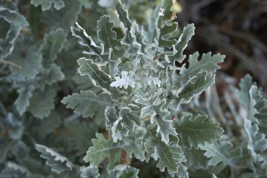 Jacoza Maritima 'nın yemyeşil yaprakları