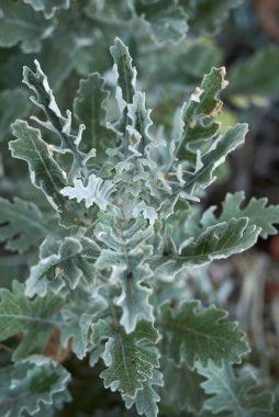 Jacoza Maritima 'nın yemyeşil yaprakları