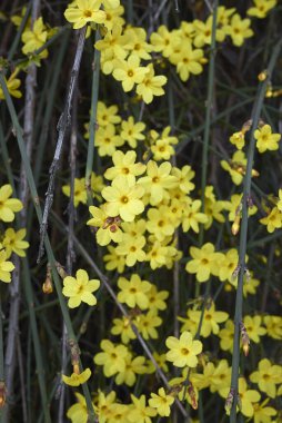 Jasminum Nudiflorum çalılarının sarı çiçekleri