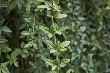 Jasminum nudiflorum yaprakları yakındır.