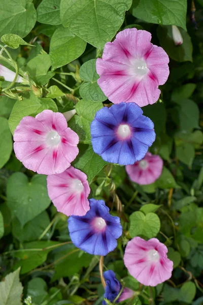 Ipomoea purpurea dağcı bitkisinin mavi ve pembe çiçekleri