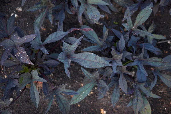 Ipomoea tatlı Caroline manzarası
