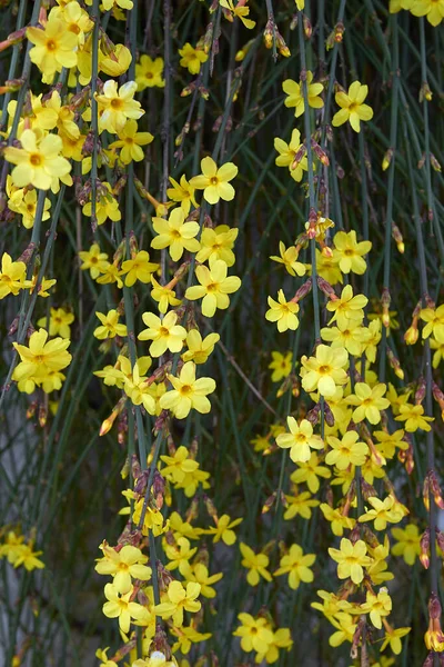 Jasminum Nudiflorum çalılarının sarı çiçekleri