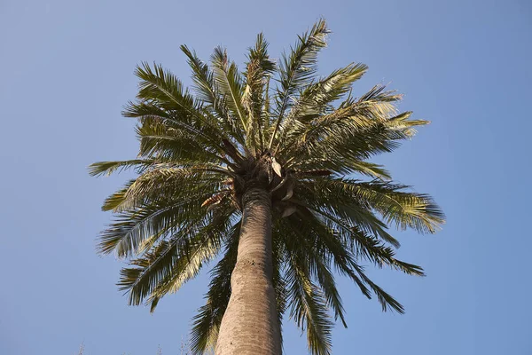 Jubaea Chilensis Palm manzarası