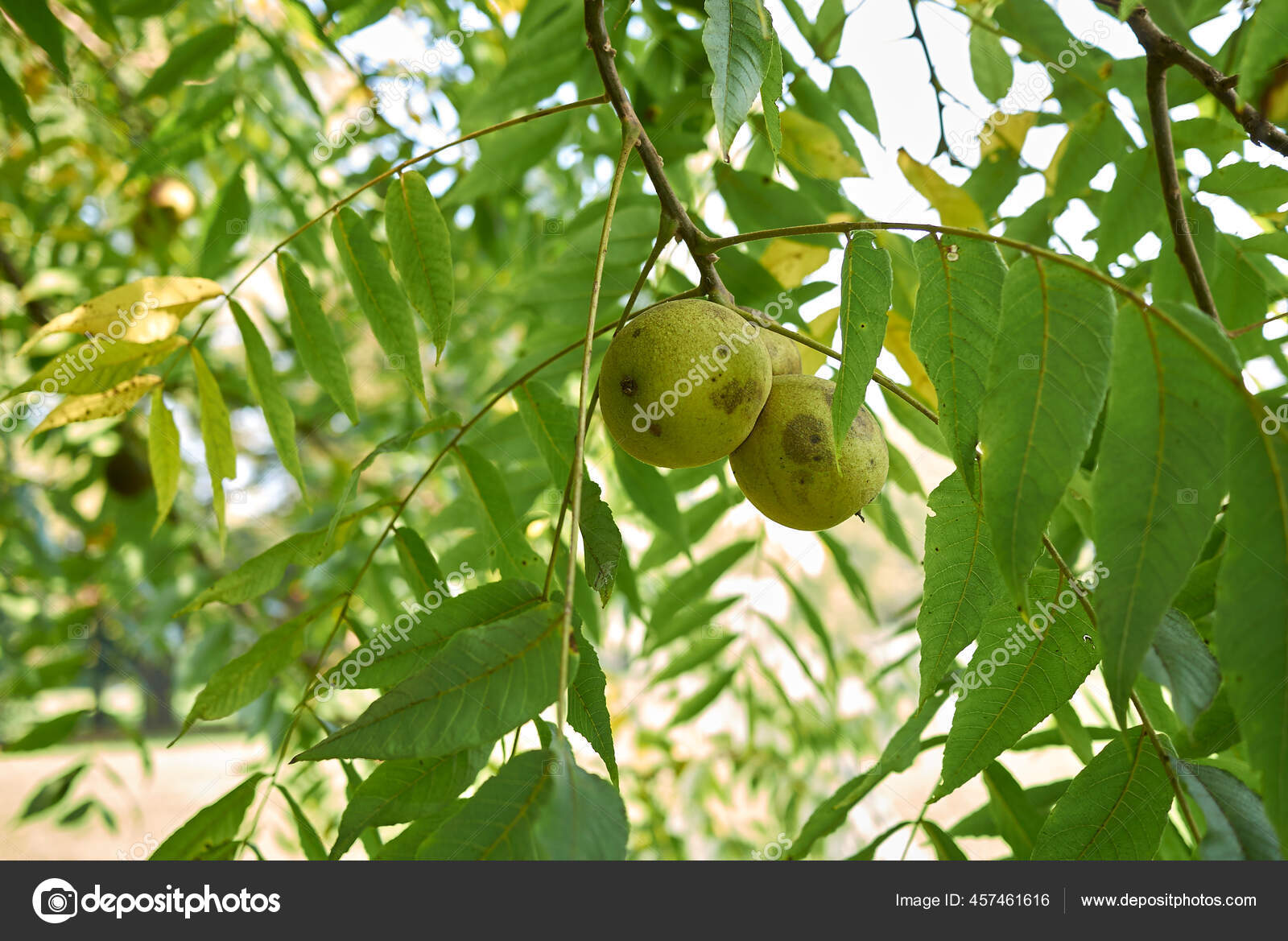 Stockfoto'S Van Juglans Nigra, Rechtenvrije Afbeeldingen Van Juglans Nigra | Depositphotos