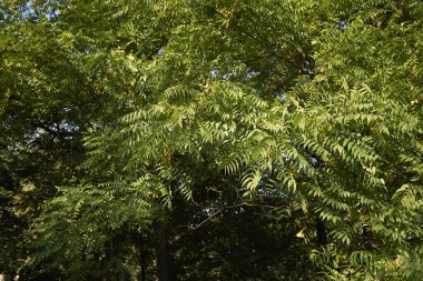 Juglan 'ın zenci dalıyla yapraklar ve taze meyveler