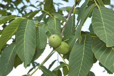 Juglan rejiminin taze cevizli kolu.