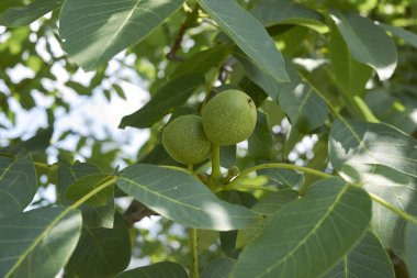 Juglan rejiminin taze cevizli kolu.