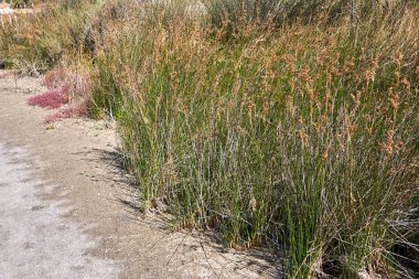 Tuzlu bataklık boyunca Juncus acutus bitkileri