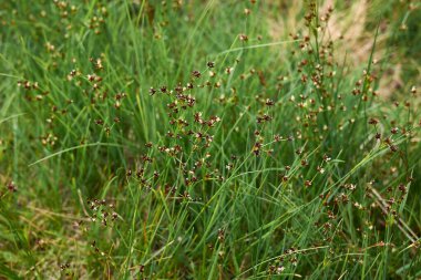 Juncus eklem bitkisi çiçek açtı