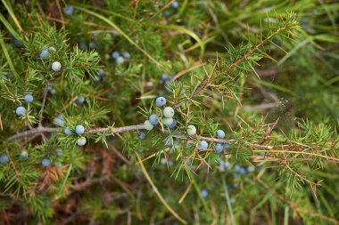 Juniperus communis branch close up with ripe fruit clipart