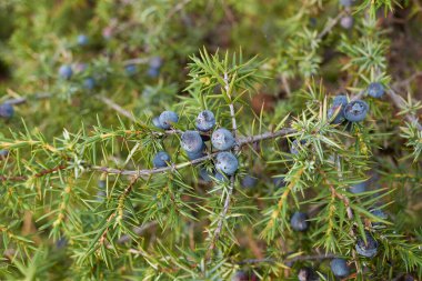 Juniperus Communis dalı olgun meyvelerle kaplıdır.