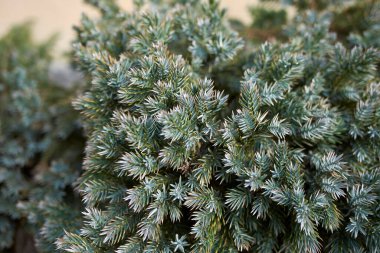 Yeşillikler Juniperus formosana çalılığına yakın.