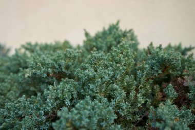 Juniperus procumbens çalılığının dokulu yaprakları