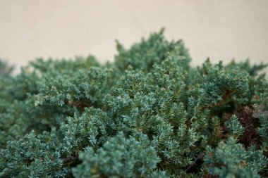 textured foliage of Juniperus procumbens shrub clipart