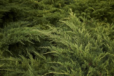 Juniperus sabina Her zaman yeşil yapraklar