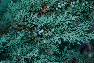 Juniperus scopulorum Her zaman yeşil çalı yakın
