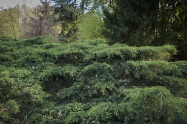Juniperus virginiana halka açık bir parkta daima yeşil bir çalı