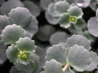 kalanchoe Fedtschenkoi kapat