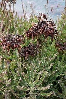 Kalanchoe Houghtonii 'nin sulu bitkileri.