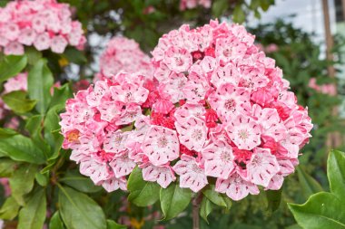 Kalmia latifolia çalılığının renkli çiçekleri
