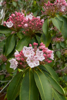 Kalmia latifolia çalılığının renkli çiçekleri