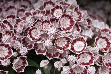 Kalmia latifolia çalılığının renkli çiçekleri