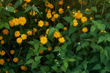 Kerria japonica çalılarının sarı çiçekleri